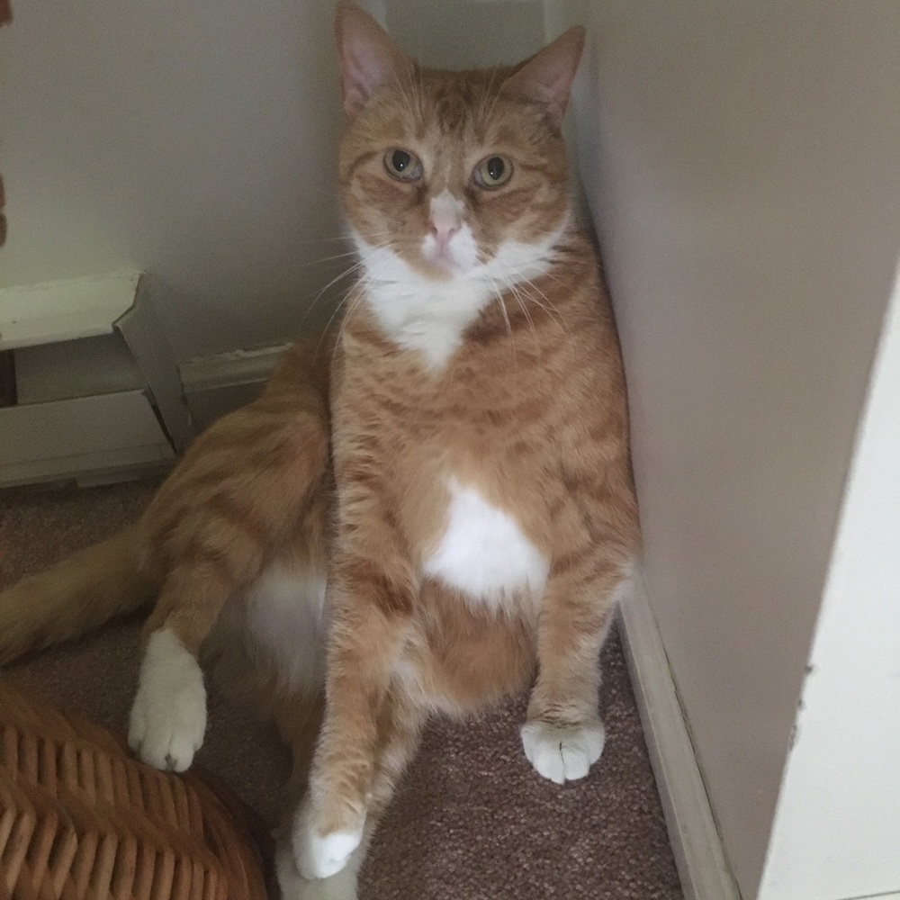 Meet your Posher, Stacey